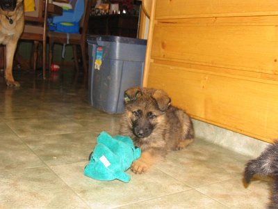 Bullet with stuffed toy